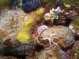 Lettuce Leaf SeaSlug IMG 5379